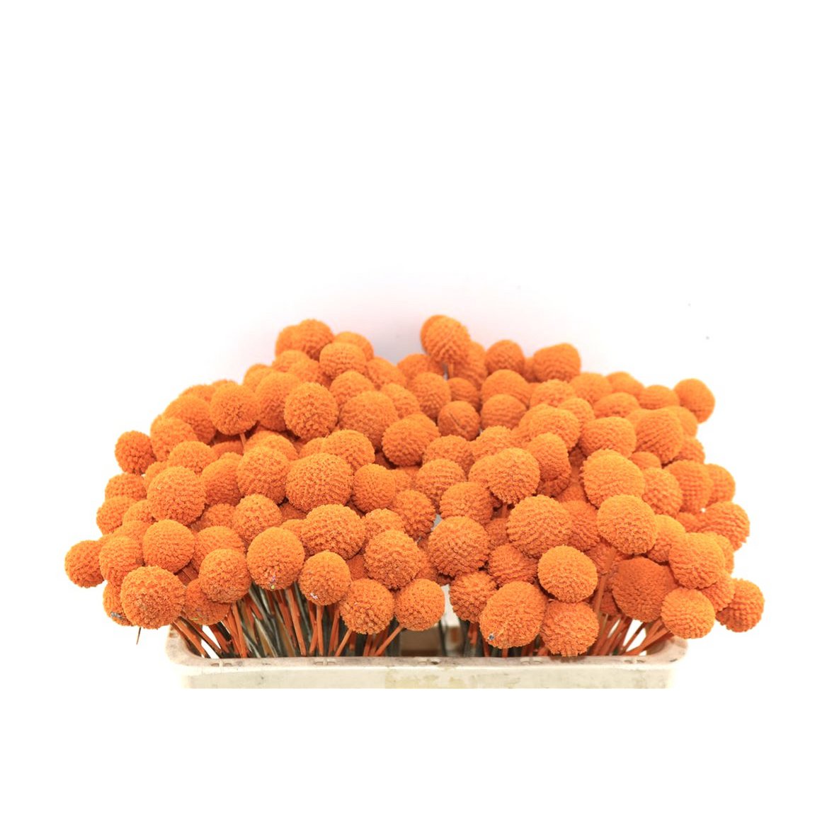 Craspedia - muslo - 60 cm - flores secas