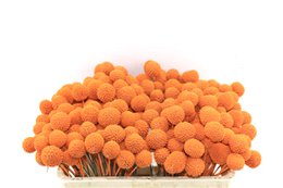 Craspedia - trommestik - 60 cm - tørrede blomster