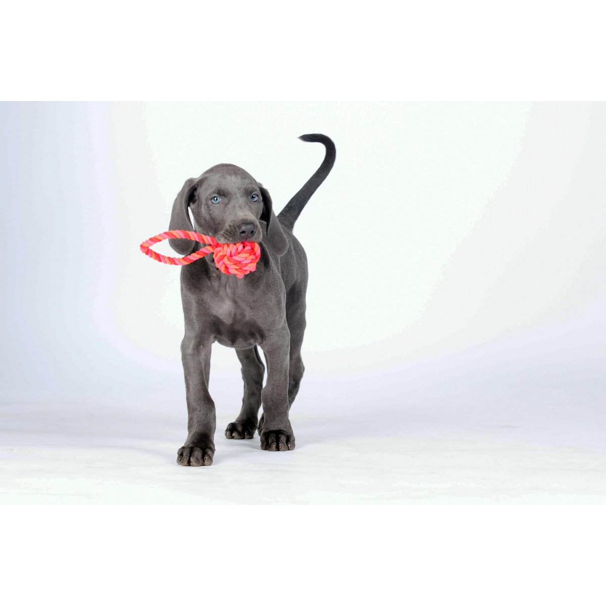 Mini palla a fionda: giocattolo cult per cani