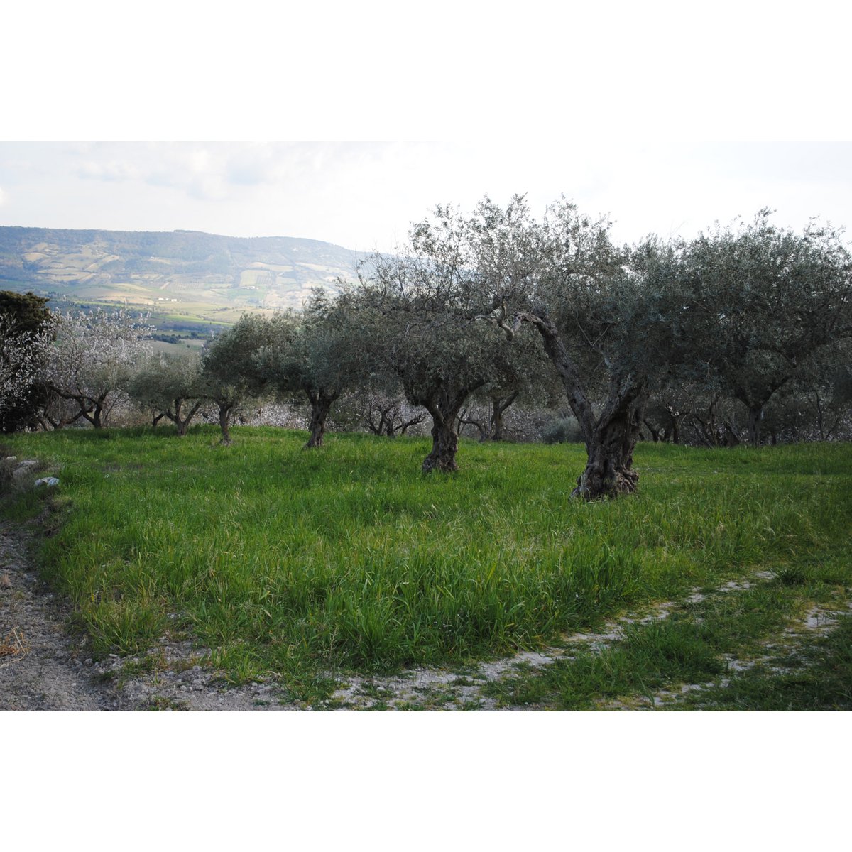ITALIA | SICILIA | Extra Virgin Olive Oil - il SALTO | Bag in Box 5 LT