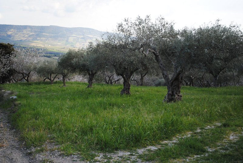 ITALIA | SICILIA | Extra Virgin Olive Oil - il SALTO | Bag in Box 5 LT