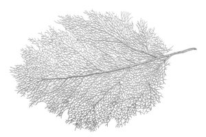Silver leaf plate below