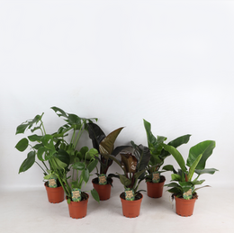 Tropical Mix Basic p14