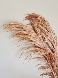 Preserved pampas grass in a caramel color, 80cm tall, 1 stem. The grass has a soft, feathery texture and a warm, natural appearance, making it a stylish addition to any home decor.
