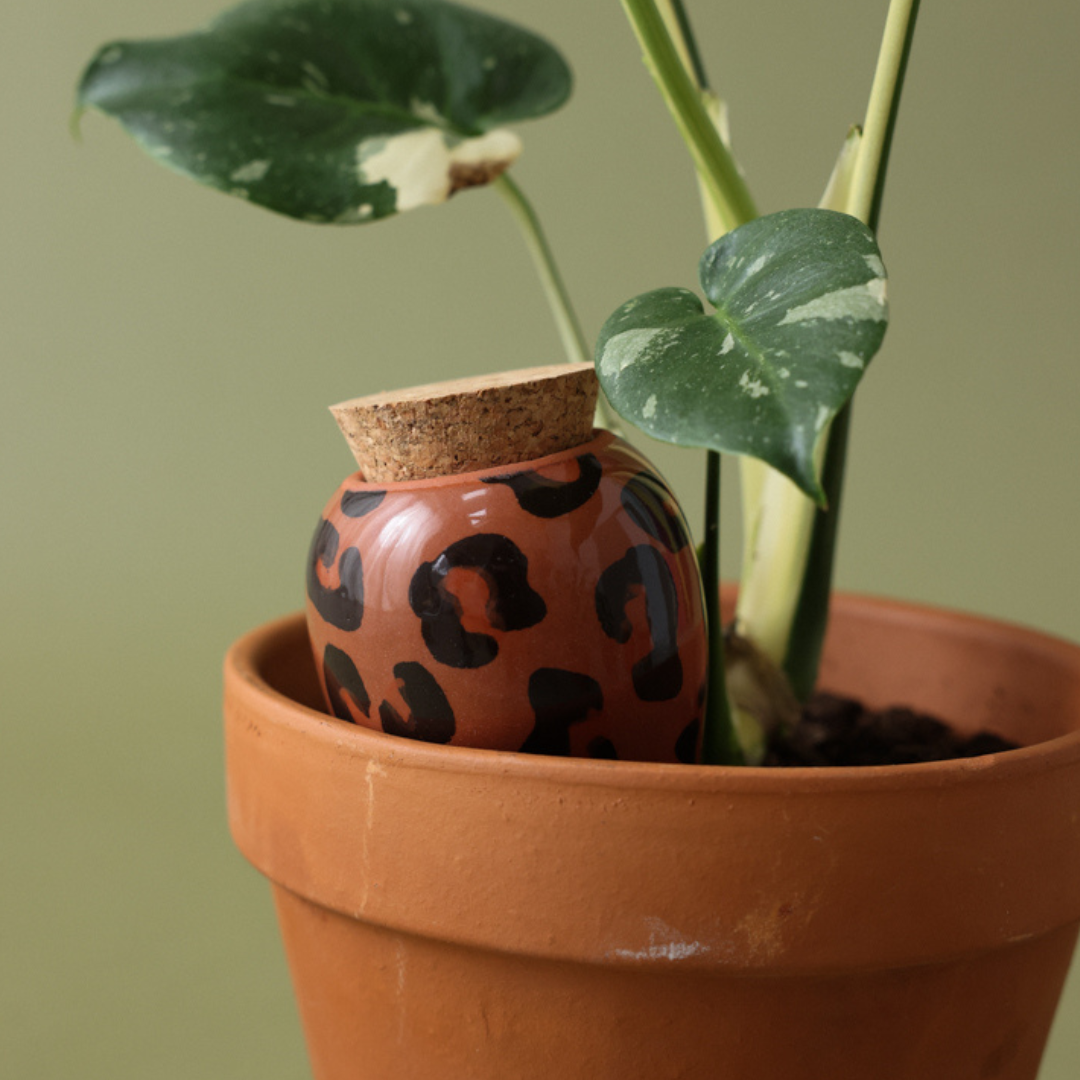 Olla - Spotted Leopard