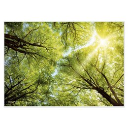 Artipics Manteles individuales Manteles individuales Lavable 4 piezas Lichtblick manteles individuales de plástico 42 x 30 cm Mantel natural, motivo de bosque especialmente bonito con reflejos de luz
