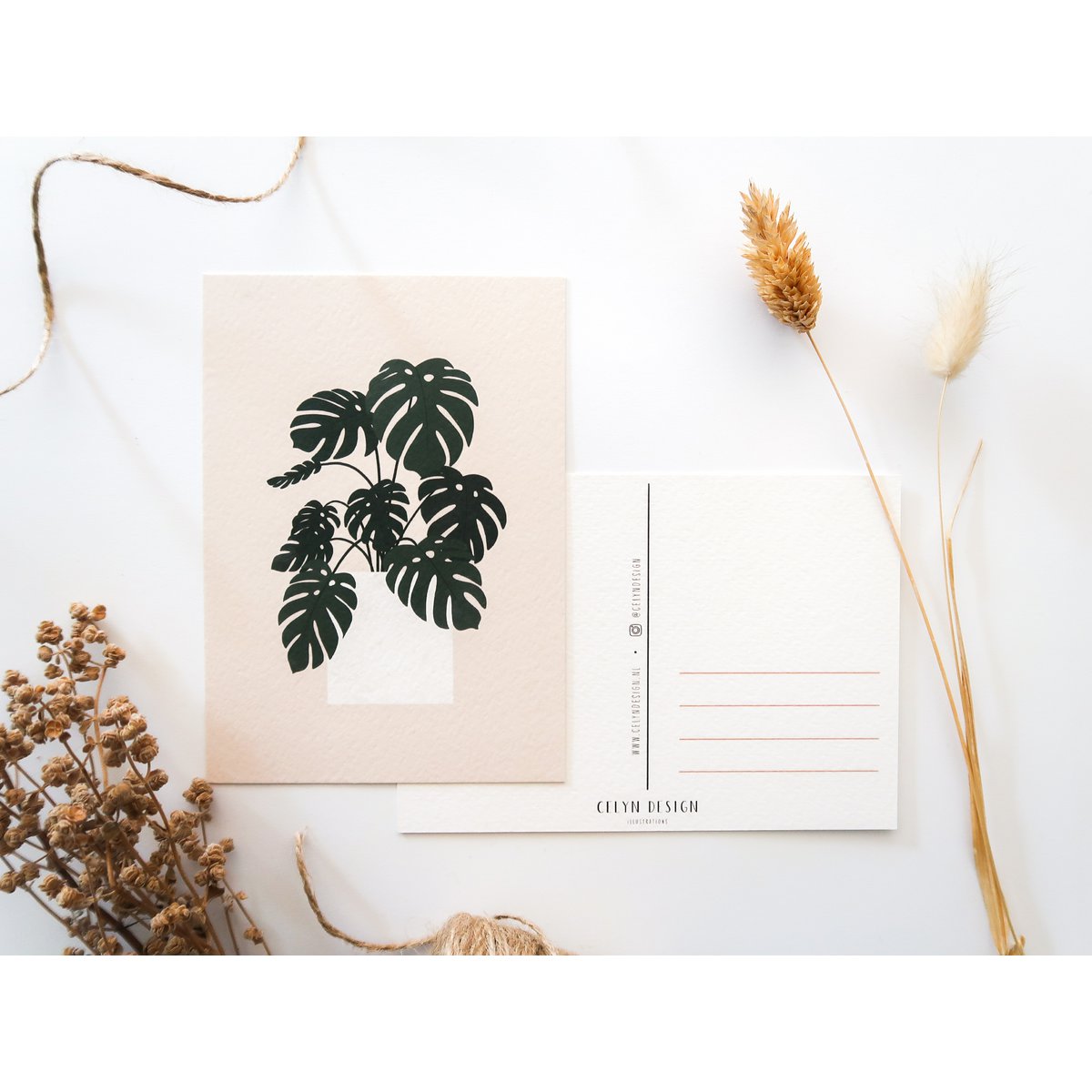 Ansichtkaart - Monstera