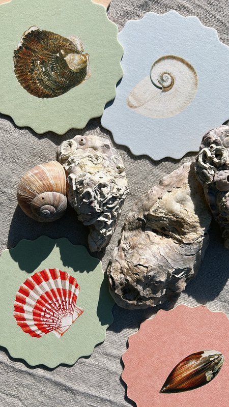 Coaster/Coaster 10 motifs shells - 12 sets