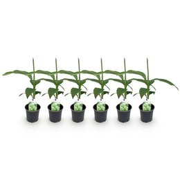 Green Boutiq - Fruit plant - Banana Plant - Musa Basjoo - hardy - 6 plants - Pot 12cm height 30cm. This hardy banana plant is suitable for growing in pots and has large, green leaves.