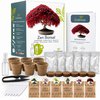 CULTIVEA® Kit Prêt à Pousser 6 Bonsai - Jardinez et décorez - Idée Cadeau Noel (Red Mapple, Chinese Cercis, Juniperus, Liquidambar, Norway Spruce)