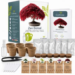 CULTIVEA® Ready to Grow Kit 6 Bonsai - Garden and decorate - Christmas Gift Idea (Red Mapple, Chinese Cercis, Juniperus, Liquidambar, Norway Spruce)