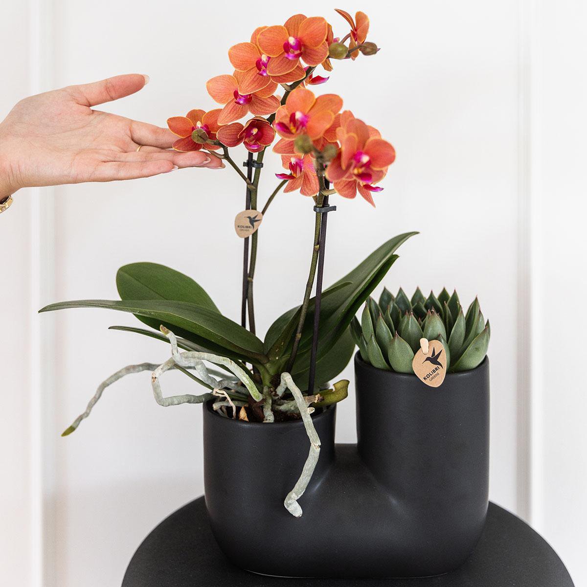 Kolibri-Orchideen | Set aus oranger Orchidee Bolzano und Sukkulente im Röhren-Ziertopf schwarz - Topfgröße Ø9cm | blühende Zimmerpflanze – frisch vom Züchter
