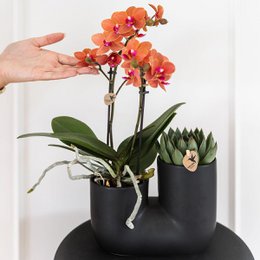 Kolibri-Orchideen | Set aus oranger Orchidee Bolzano und Sukkulente im Röhren-Ziertopf schwarz - Topfgröße Ø9cm | blühende Zimmerpflanze – frisch vom Züchter
