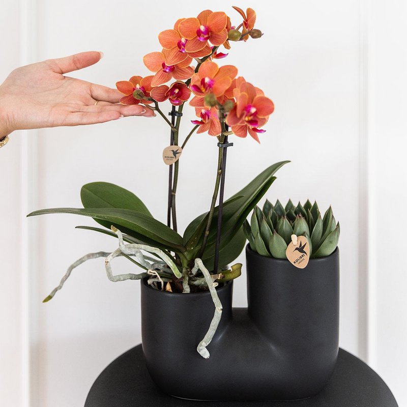 Kolibri-Orchideen | Set aus oranger Orchidee Bolzano und Sukkulente im Röhren-Ziertopf schwarz - Topfgröße Ø9cm | blühende Zimmerpflanze – frisch vom Züchter