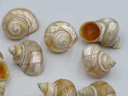 Natürliche Muschel - Talembu Ukir