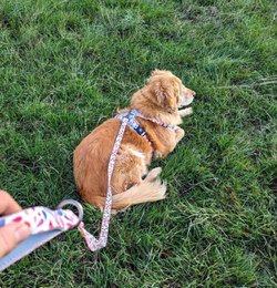Petal Y Comfort Harness