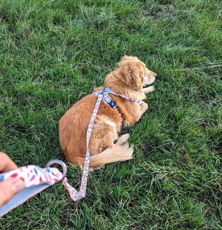 Petal Y Comfort Harness
