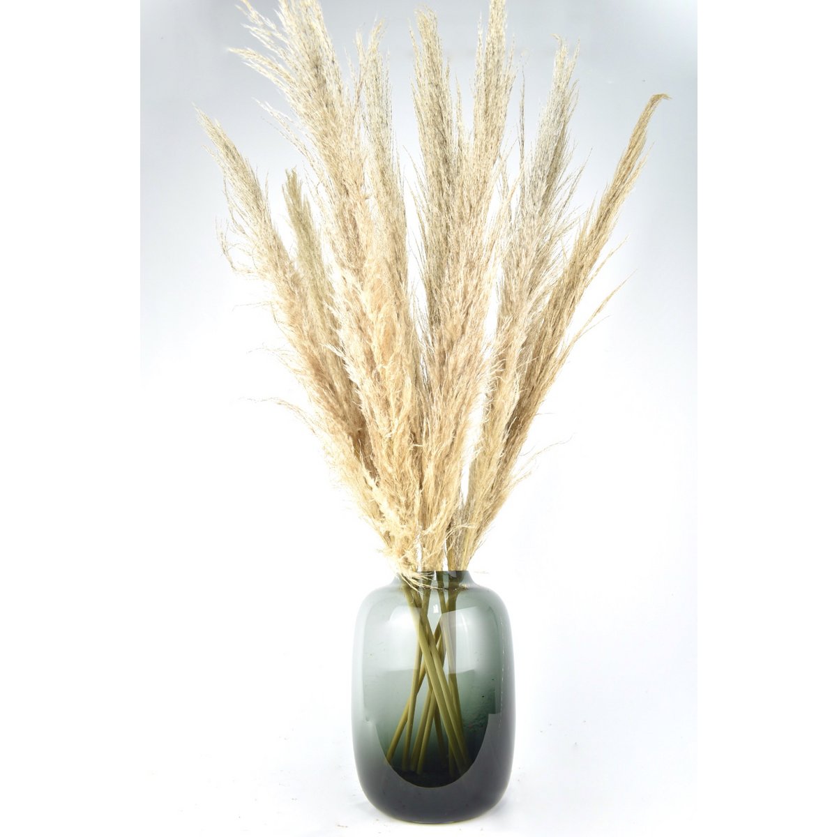 Pióropusze pampasowe - Cortaderia - naturalne