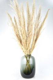Pampas plumes - Cortaderia - naturlig