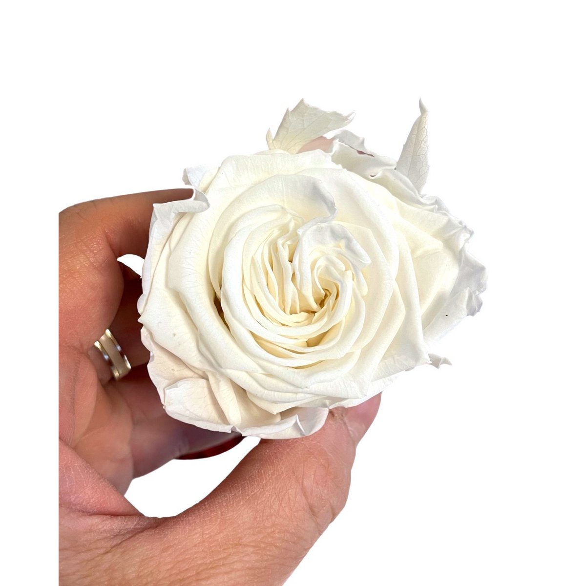 Gestabiliseerde Ecuador Rose XL, D6cm, wit