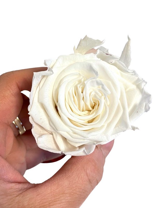 Gestabiliseerde Ecuador Rose XL, D6cm, wit