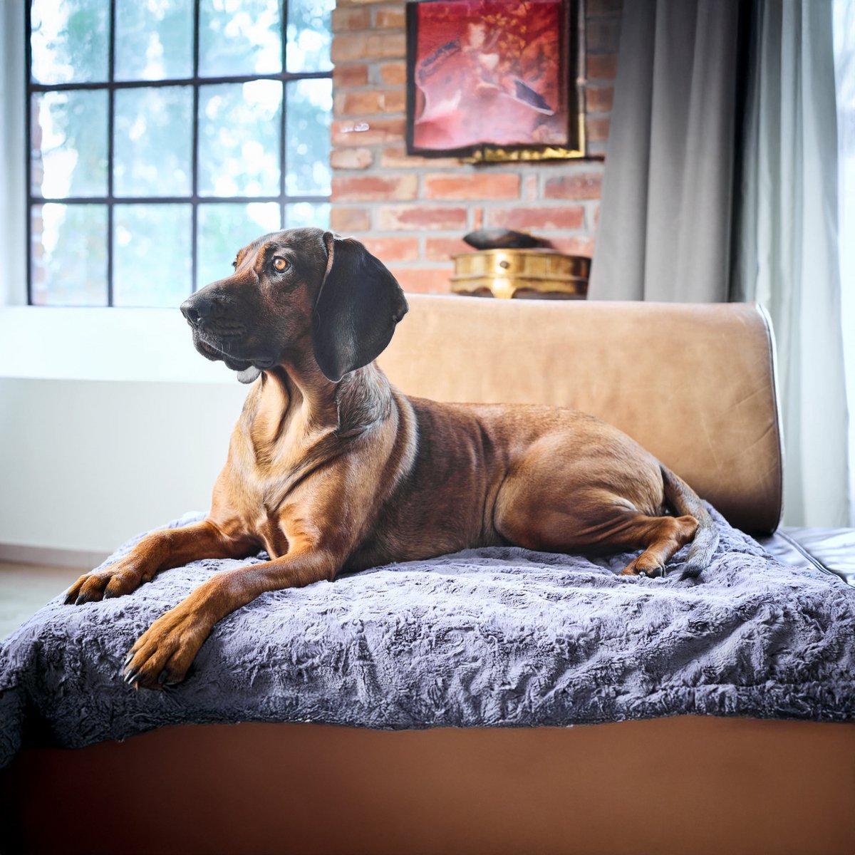 COZY Kuscheldecke für Hunde