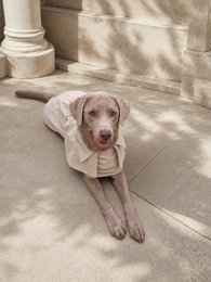 Luxury Waterproof Trenchcoat