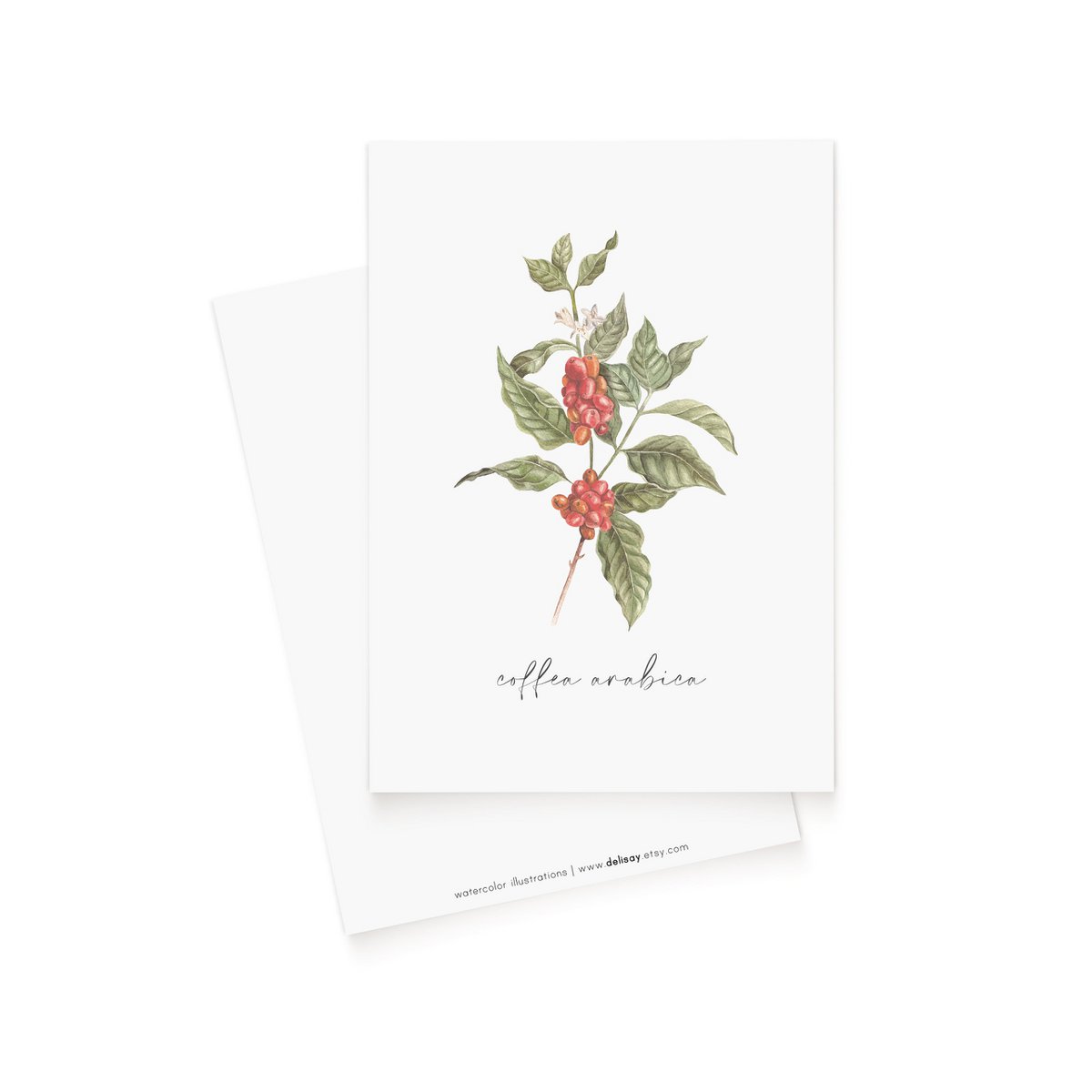 Postkarte "Coffea Arabica" Kaffeepflanze