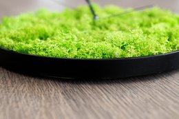 Moss wall clock