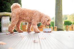 ROCKY - elegant skål til hunde og katte