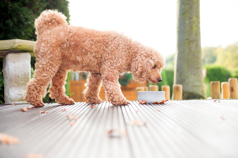 ROCKY - elegant skål til hunde og katte