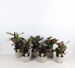 Farverig Mix Industrial Jolijn 14 cm potte