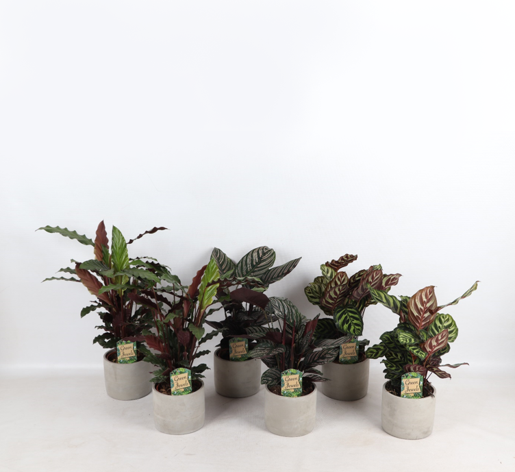 Farverig Mix Industrial Jolijn 14 cm potte