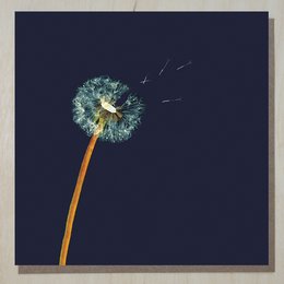 Puff Ball Card (blomsterkort)