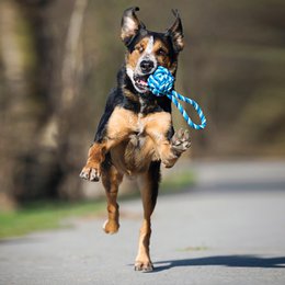 Maxi sling ball - cult toy for dogs