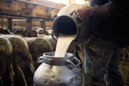 🇮🇹 Pecorino sotto vino – ambachtelijke schapenkaas gerijpt in wijn