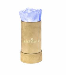 Velvet Beige Collection