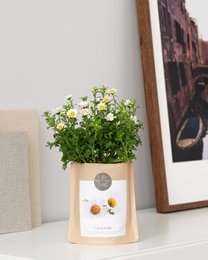 Grow Bag Chamomile
