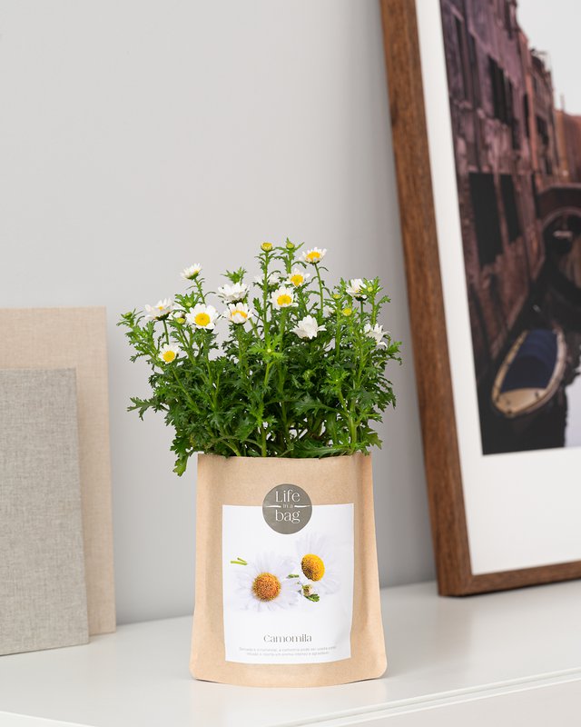 Grow Bag Chamomile