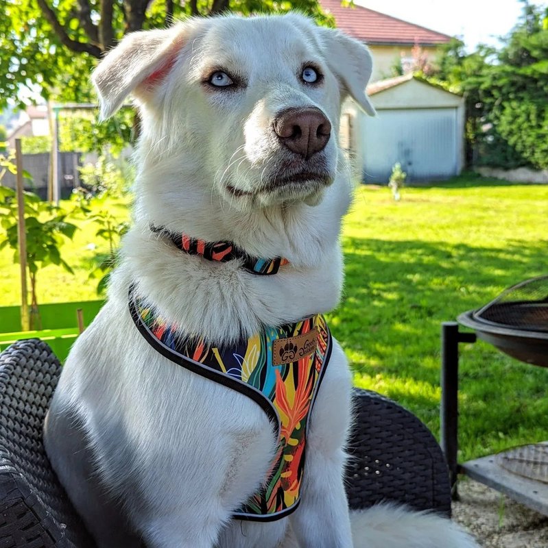 Collare per cani tropicale