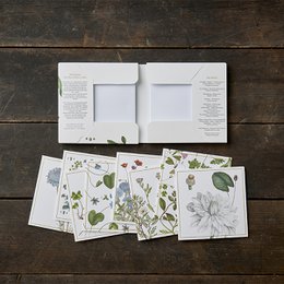 Atlas Flora Danica - Dzikie rośliny - Kwadratowy folder na karty
