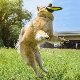 juguete para perros con pídico para perros NE & NO®
