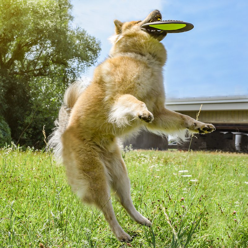 juguete para perros con pídico para perros NE & NO®