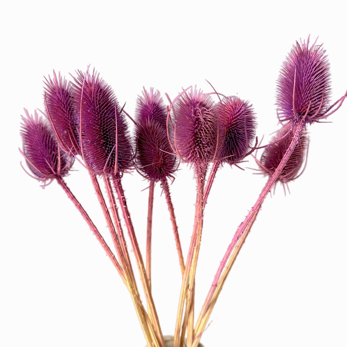 Cardo violeta seco ~10 cabezas