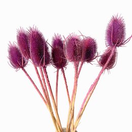 Cardo violeta seco ~10 cabezas