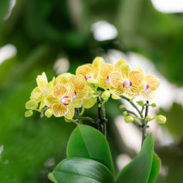 Kolibri Orchideen – Überraschungsbox-Mix – Pflanzen-Rabattbox – Überraschungsbox mit 4 verschiedenen Orchideen – frisch vom Züchter