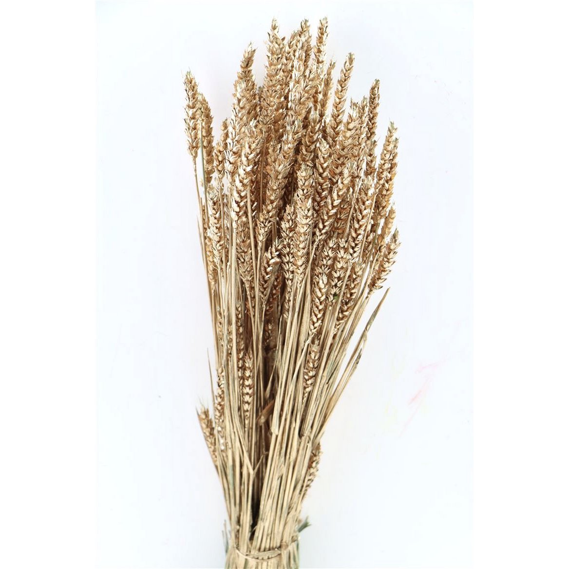 Triticum Goud