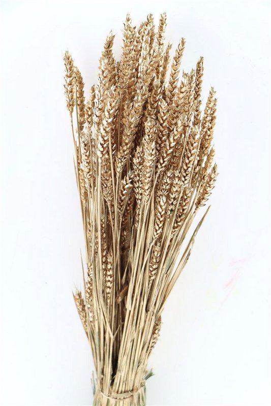 Triticum Goud
