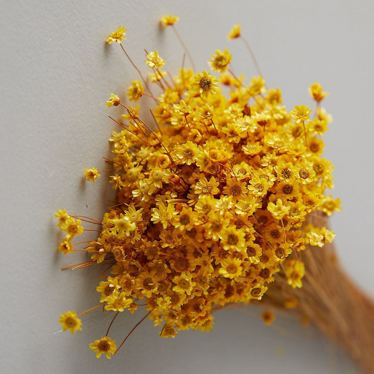 Glixia Mini-Sternblumen