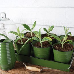 Annaffiatoio per fiori - Zinco - 1 litro - Verde - Grigio - Bianco